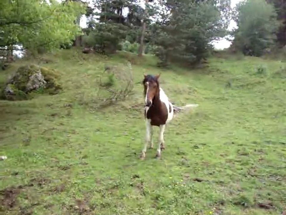 Diego