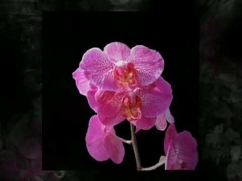 How to grow phalaenopsis