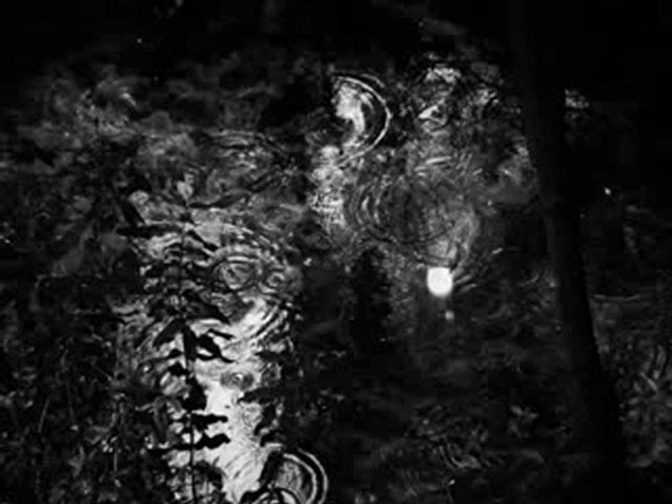 Lapageria Rosea - Suave Vaivén