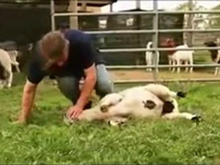 Besmeleye boyun eğen hayvanlar