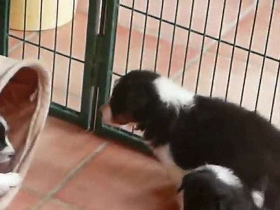 Ginko 4 semaines_0001