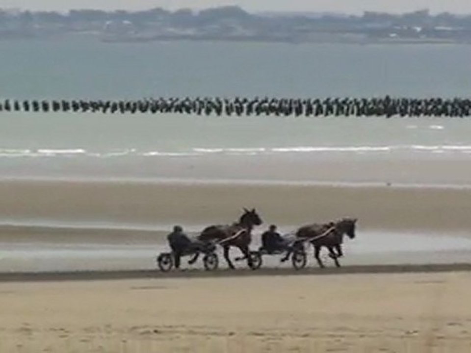 SAPHIR SUR LA PLAGE REFAISANT DU FOND