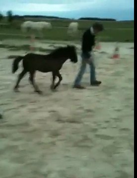 Pouliche Shetland X Mérens, 2 mois. Film Angel 24/07/11