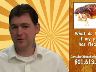 Pest Control Layton - What do I do if my pet has fleas