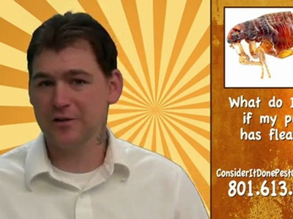 Pest Control Layton - What do I do if my pet has fleas