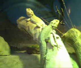 The Signs Are Clear BFK Song Video Playback on PC