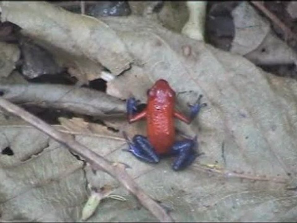 1 Introduction to Rainforest Nature Nation Costa Rica Video.