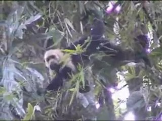 2. Rainforest Creature Feature Walk, Costa Rica