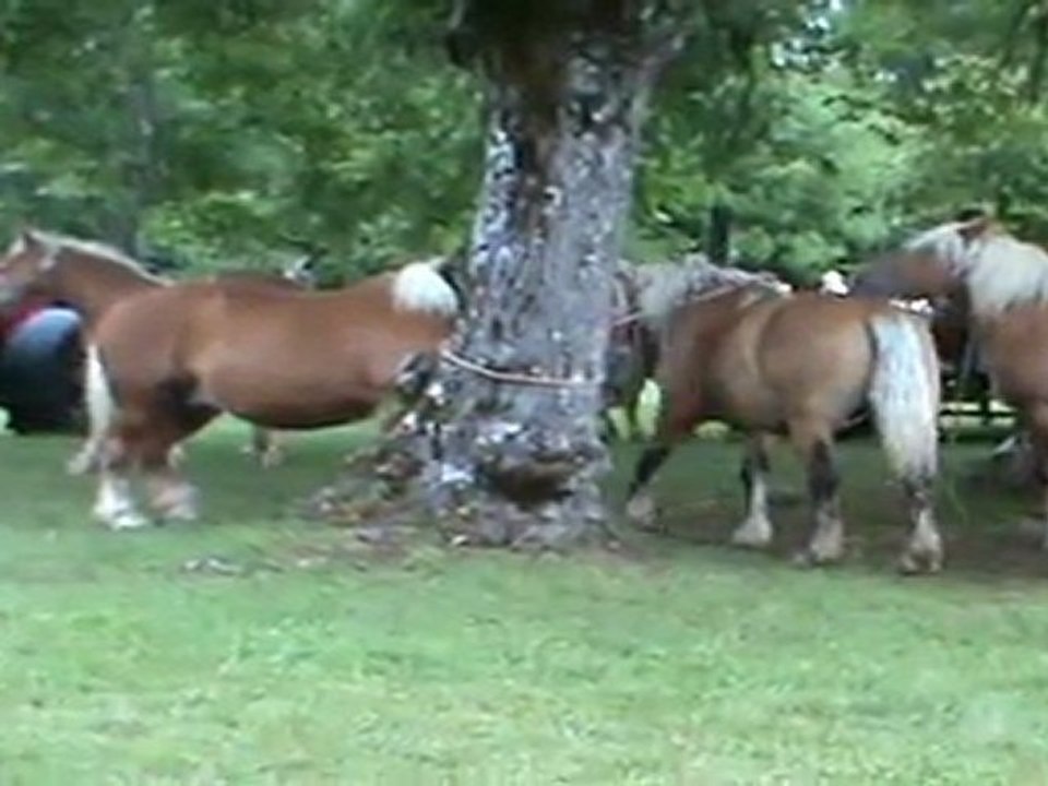 chevaux comtois