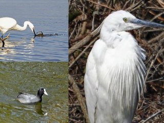 Découverte du Parc ornithologique du Teich - Arcachon (33)