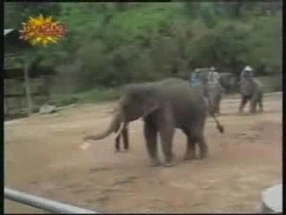Foot d'éléphant