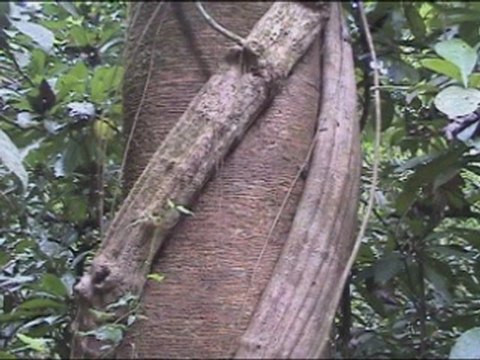8. The Strangler Fig, Murderer of Trees, Carara National Park, Costa Rica