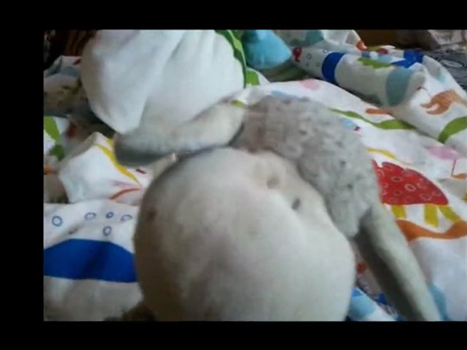 Le doudou de Swannou