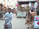 17 - Un paseo por la parte no tan turística de Udaipur - Viaje a India de mochileros