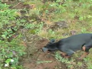 DaDann - DjóDjó & AMY ..Protect our area