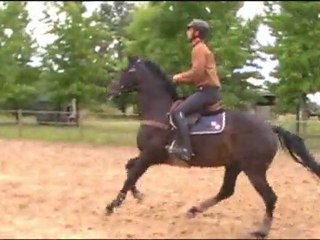 Atlanta KWPN Juillet2011