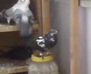 sansur güvercin ötüş video- www.guvercinrehberi.com