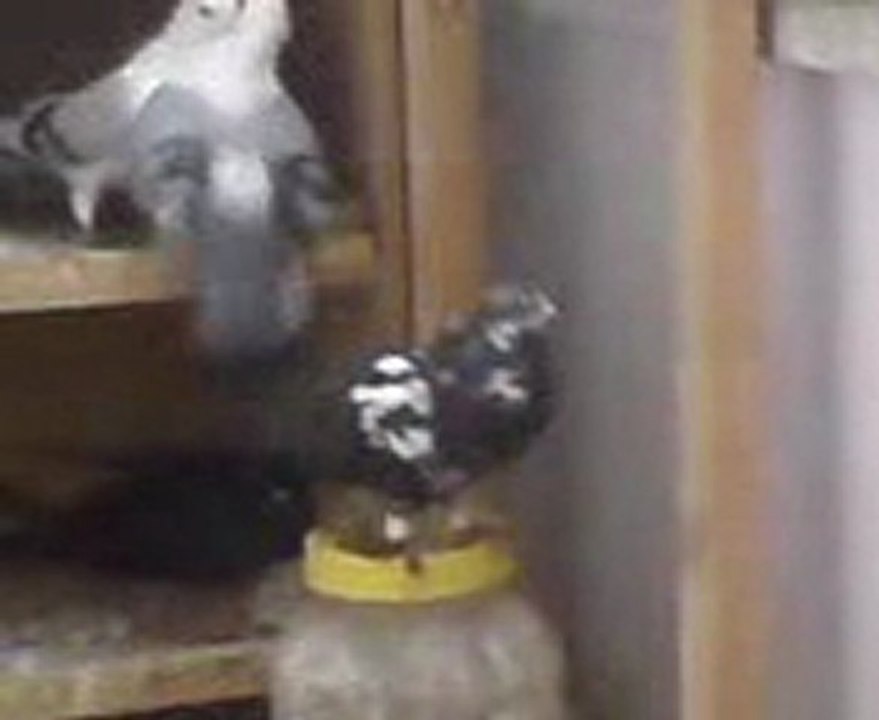 sansur güvercin ötüş video- www.guvercinrehberi.com