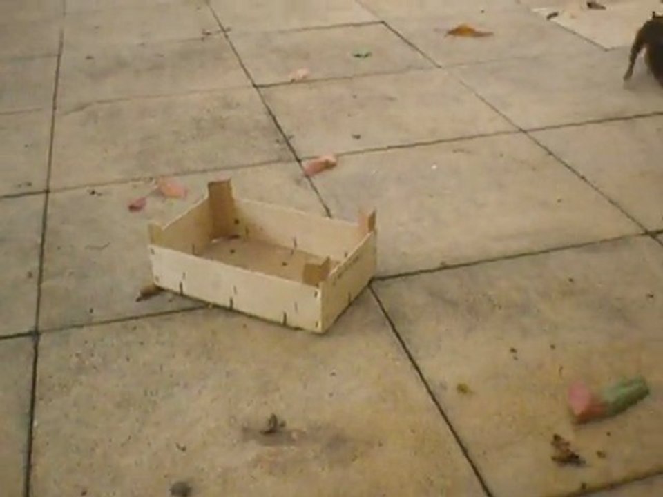 ECUREUIL DANS LE JARDIN 2