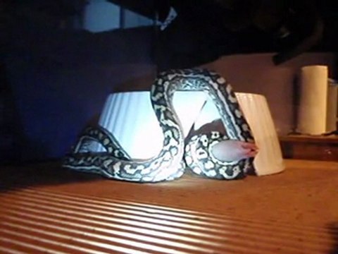 Coastal Carpet Python, feeding time !!!