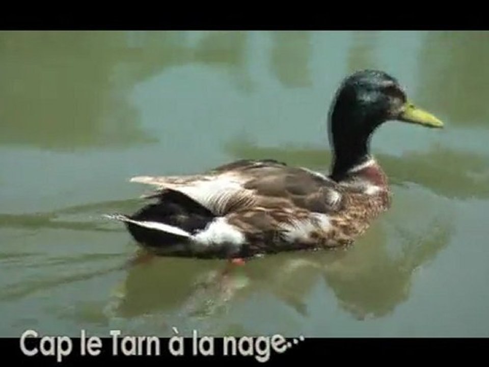Duck_Cap_Lincou