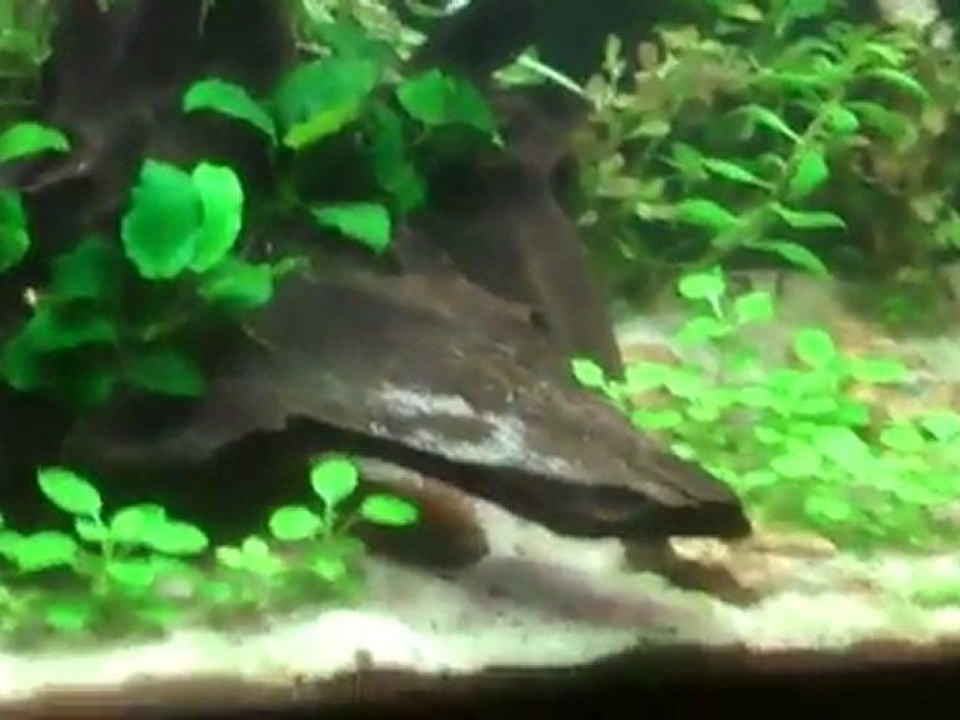 Emperor Tetras. Keeping Emperor Tetras in a 40 gallon tank