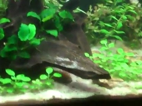 Emperor Tetras. Keeping Emperor Tetras in a 40 gallon tank