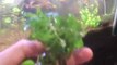 Growing plants out of water. How plants adapt to being ...