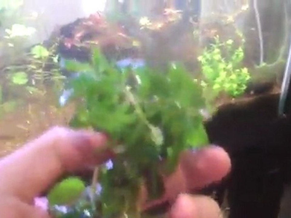 Growing plants out of water. How plants adapt to being ...