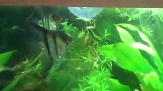 Aids water in your aquarium. How to acclimate your fish?