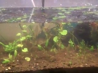 Adding water to the the Jungle. I added the "waste ...
