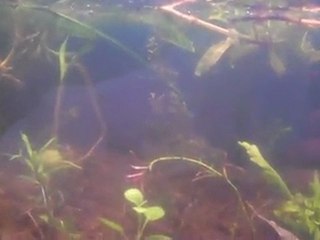 Sick on my birthday. Starting the Jungle High Tech ...