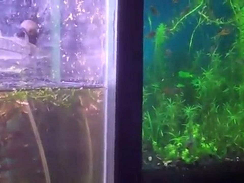 PH in your aquarium. What about PH in your fishtank?