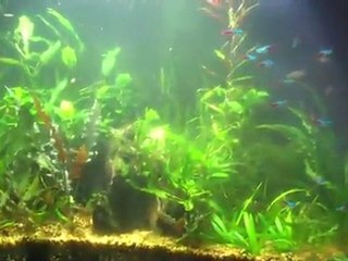 Adding light too fast to a planted tank. Metal Halids ...