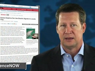 Dolphins Demonstrate Another Sense