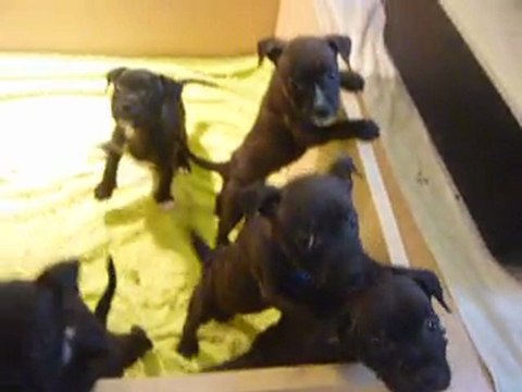 chiots à 7 semaines