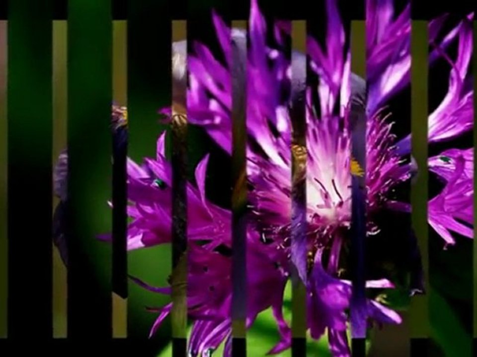 Norbas - tchnienie ........moje  kwiaty