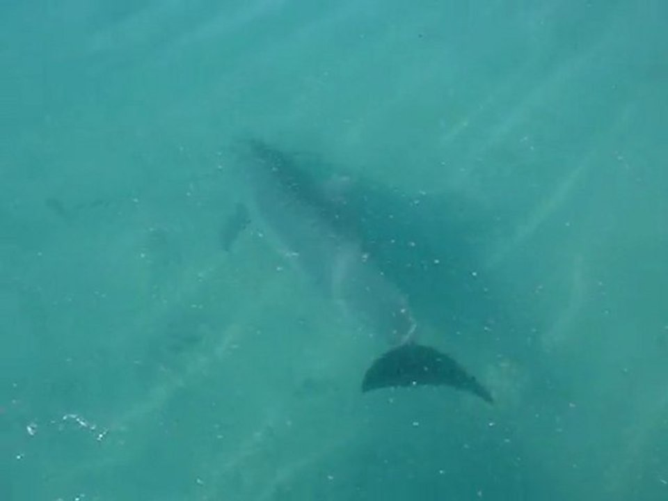 Ile des Pins - Baie d'Upi - Dauphins 1