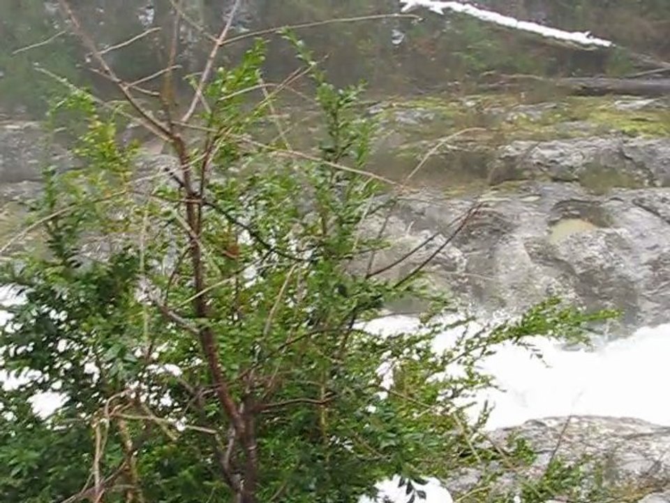 Valserine en crue 7 décembre 2010 010