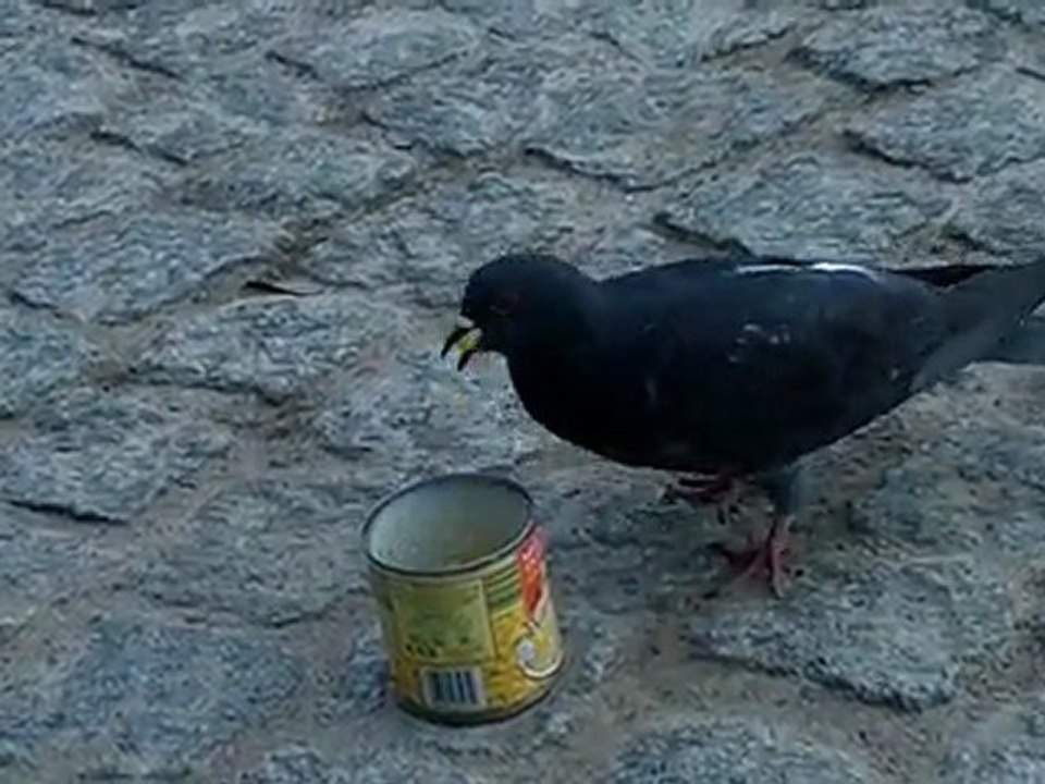 pigeon au mais
