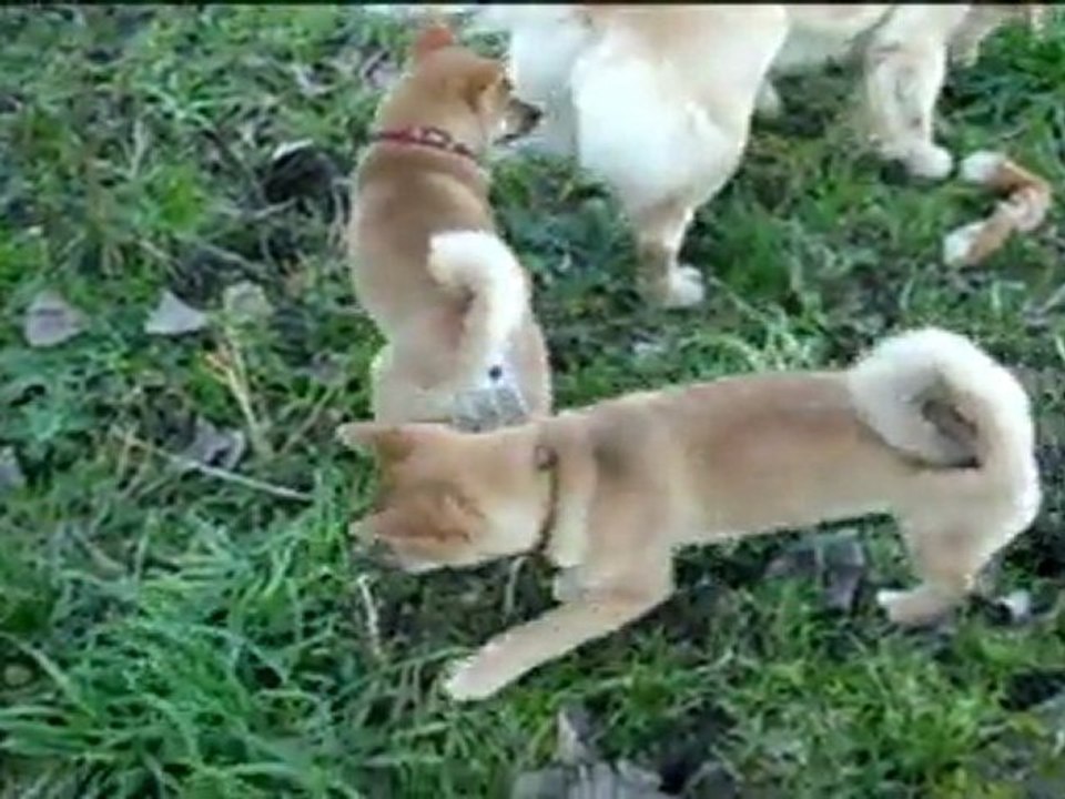 élevage Miyajima shiba inu