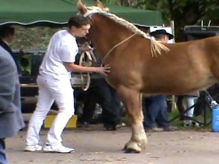 cheval comtois