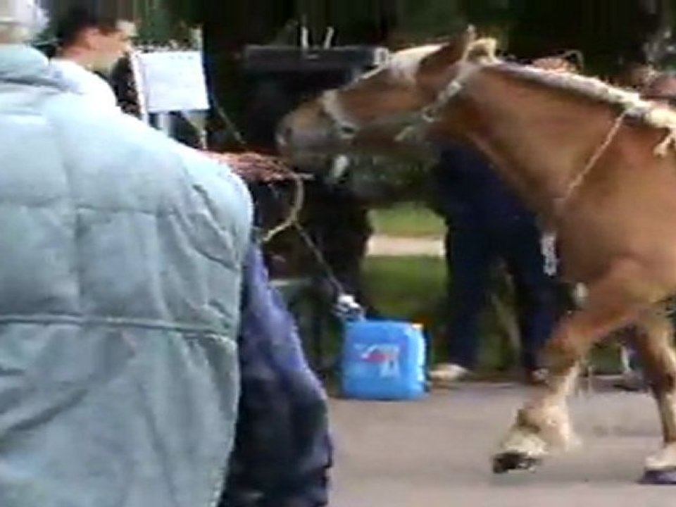 cheval comtois