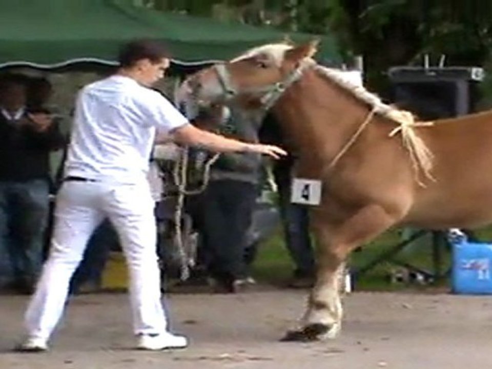 cheval comtois