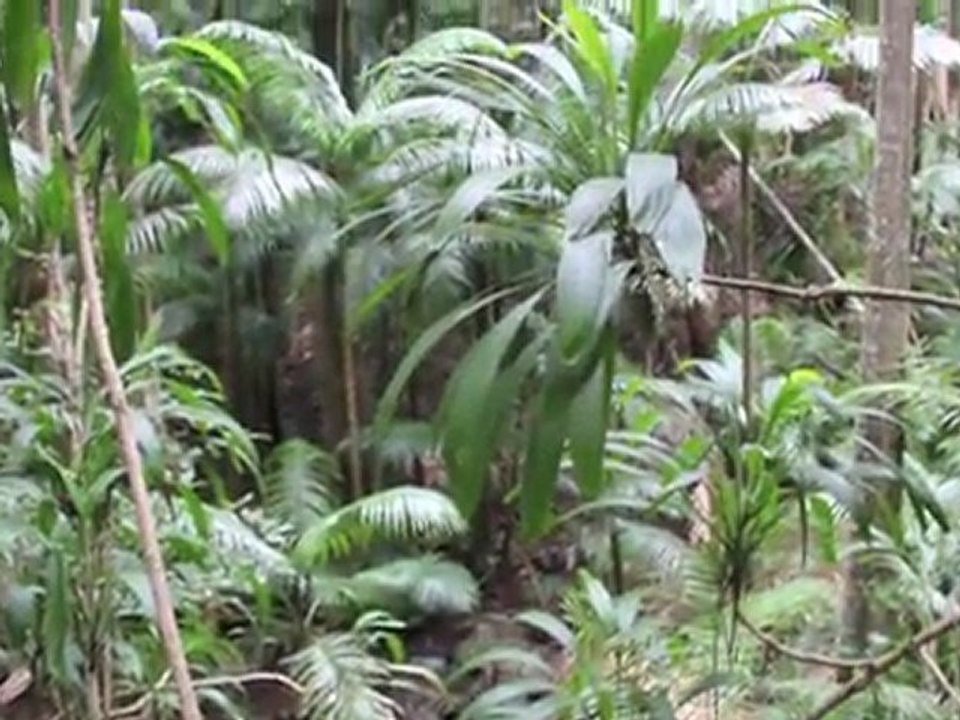 Gold Coast, sounds of nature