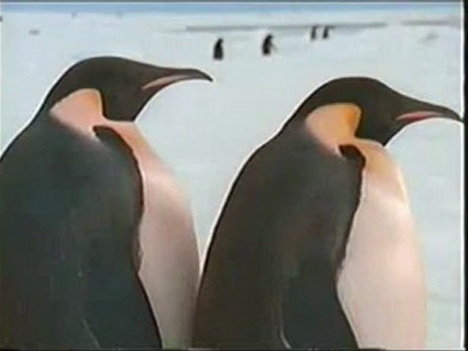 Buzlar_dunyasi_penguenler