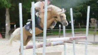 Tynymor Grand Slam, étalon Welsh Pony de 6 ans, saut monté.