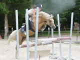 Tynymor Grand Slam, étalon Welsh Pony de 6 ans, saut monté.