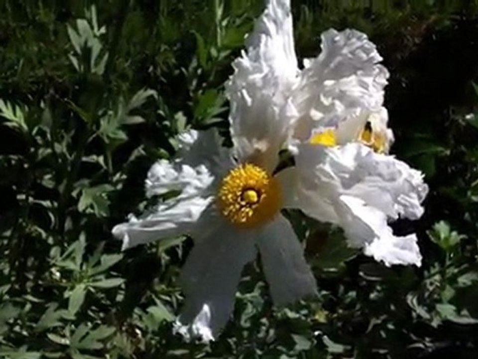 Las Flores