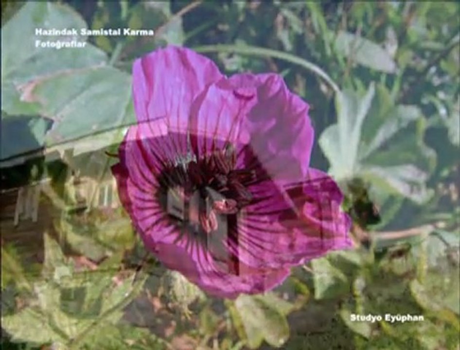 KARADENİZ SEVDASI. EYÜPHAN ZARARSIZ